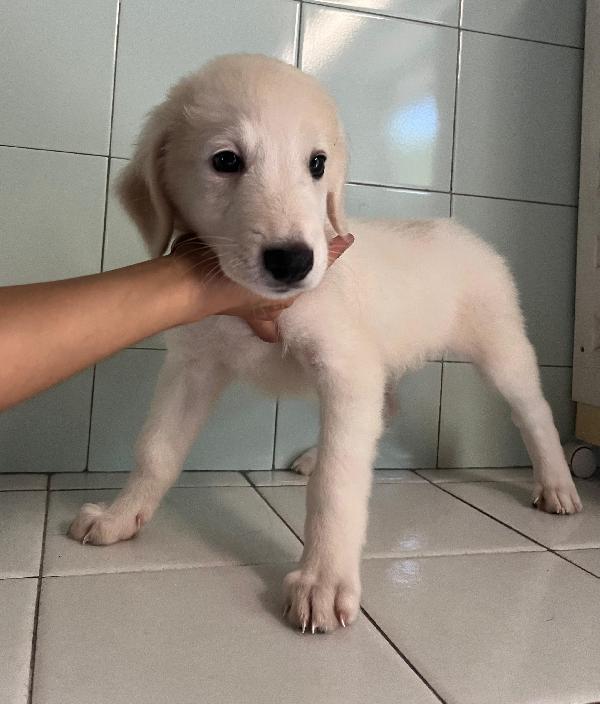 6 CUCCIOLI PASTORE MAREMMANO Foto 5